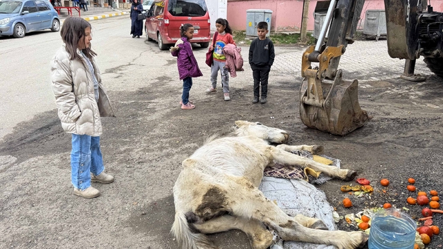 Van'da bitkin halde bulunan katıra ekipler müdahale etti