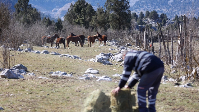 Antalya'da yılkı atlarına saman ve yonca bırakıldı