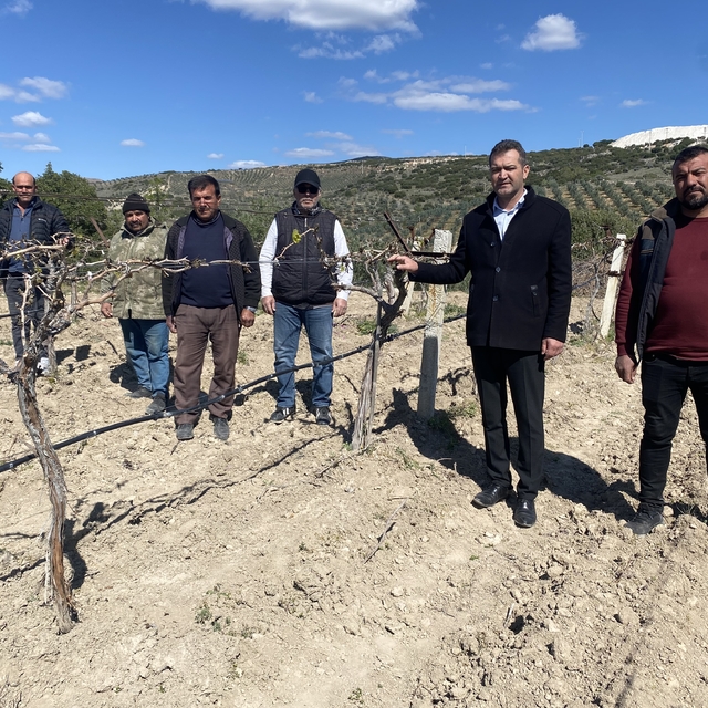 Alaşehir'de zirai don nedeniyle üzüm bağları zarar gördü