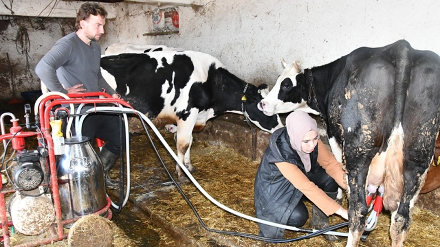 Köye yerleşen Gülizar devlet desteğiyle çiftlik kurdu; inek sayısı 12'ye çıktı, yumurta ve bal da üretiyor