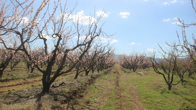 Çanakkale'de çiçek açan meyve ağaçlarını don vurdu