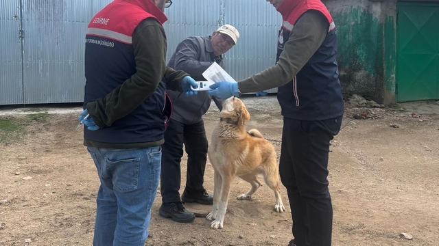Edirne'de sahipli hayvanlara yönelik aşılama ve çip uygulamaları sürüyor