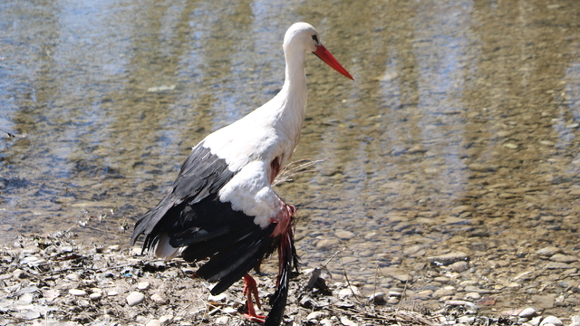 Yaralı bulunan leylek, tedaviye alındı