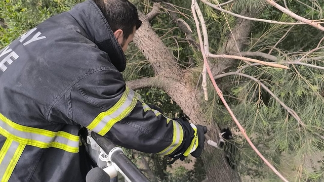 Hatay'da ağaçta mahsur kalan kedi yavrusunu itfaiye ekibi kurtardı