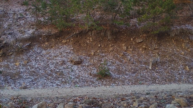 Amasya'da kızıl tilki fotokapanla görüntülendi