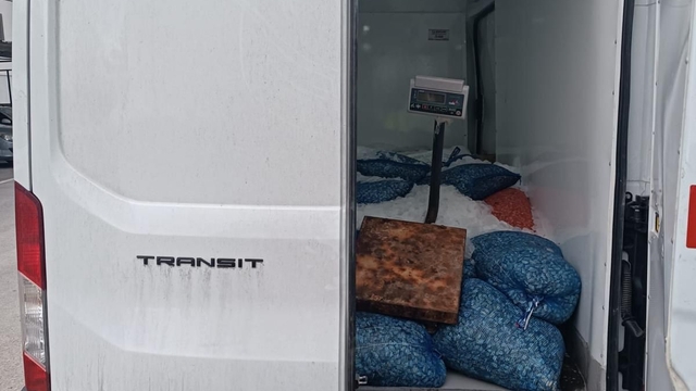 Samsun'da kaçak avlanan 1,5 ton midye ele geçirildi