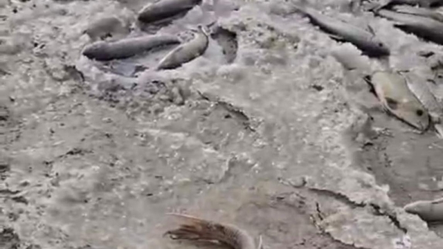 DSİ, Aras Nehri'nde balık ölümlerinin yaşandığı arkı kapattı