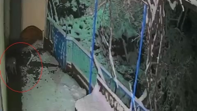 Çakal, balkondaki tepsiyi alıp götürdü