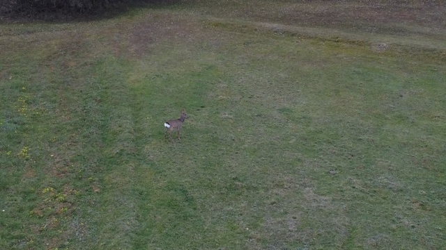 Ormandan inen karaca dron ile görüntülendi