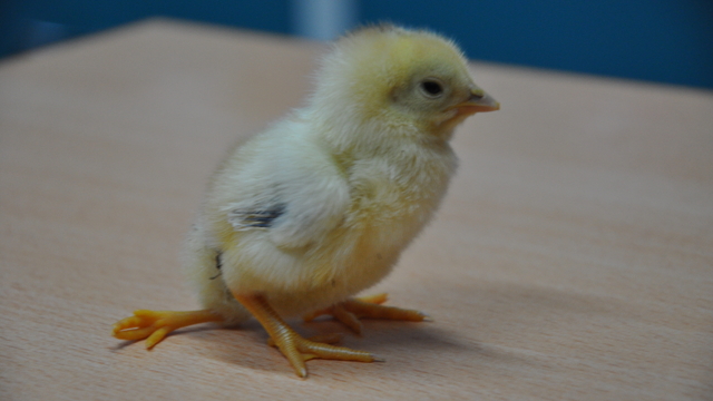 Mersin'de yumurtadan 3 ayaklı civciv çıktı