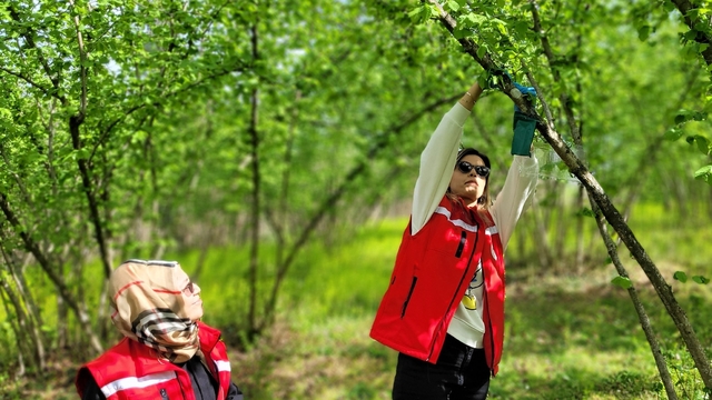 Samsun'da kahverengi kokarca zararlısıyla mücadele devam ediyor