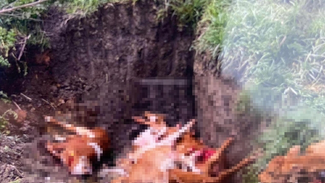 Kırklareli'ne kaçak getirilen 12 hayvan itlaf edildi