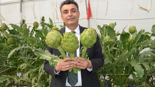 Darıca'daki topraksız serada enginar hasadı için geri sayım başladı