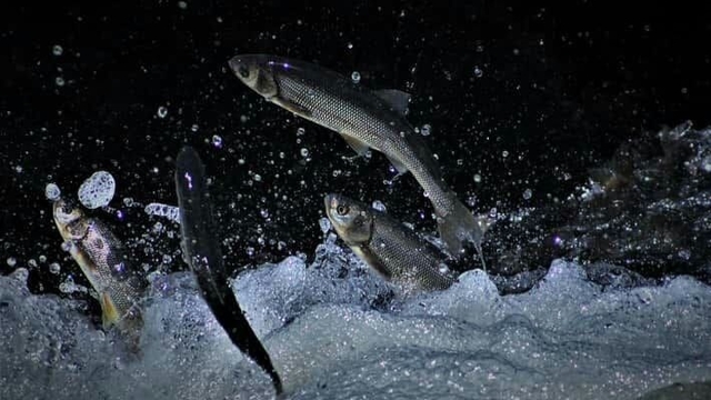 İnci kefali göçü öncesi suyun sıcaklık derecesi ölçüldü