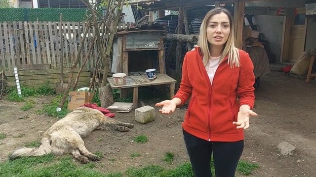 Bahçedeki köpek uyuşturucu iğne atıldıktan sonra öldü; sahibi şikayetçi oldu