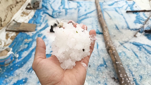 Keban'da dolu meyve ağaçlarına zarar verdi