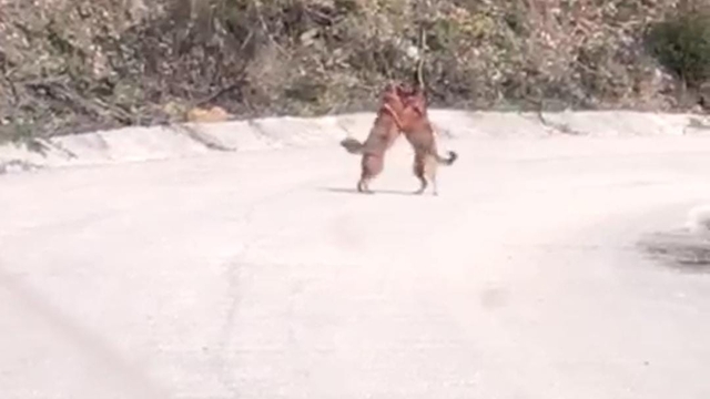 Tilkilerin kavgası kamerada