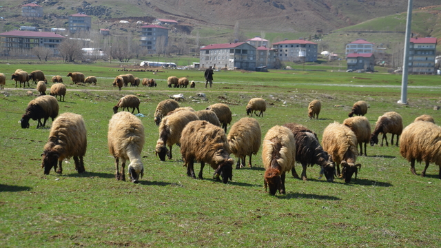 Muş'ta küçükbaş hayvanlar meralara çıkarıldı
