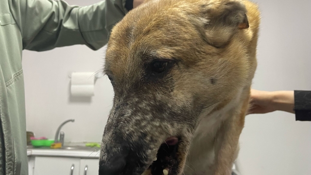 Tatarcık sineğinin ısırdığı 'Murphy' 7 yıldır tedavi görüyor