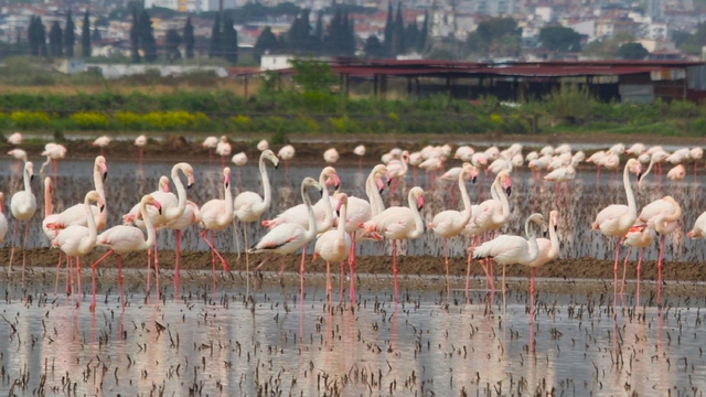 Söke Ovası'nda suyla dolan tarlalar, gelen flamingolarla renklendi