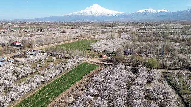 Iğdır Ovası, çiçek açan kayısı ağaçları ile beyaza büründü