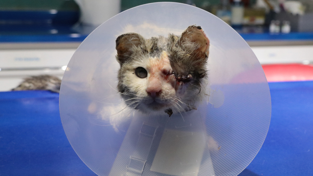 Sol gözü ampute edilen kedi, sahiplenilmeyi bekliyor