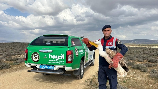 Kilis'te yaralı bulunan pelikan koruma altına alındı