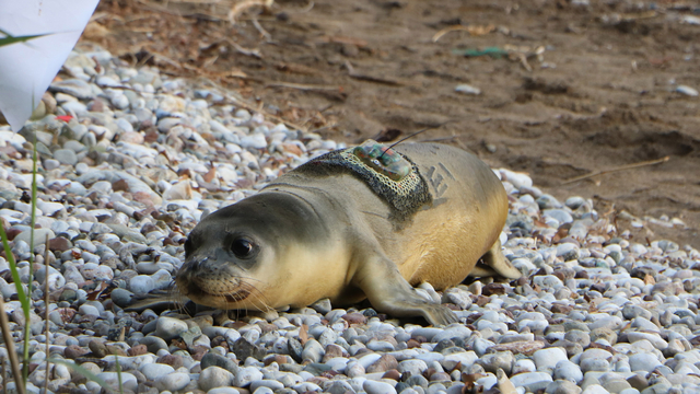 101 gün sonra denizle buluşturulan yavru fok ölü bulundu