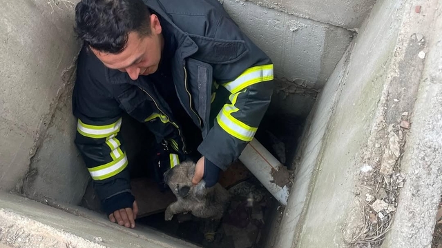 Antakya'da kuyuya düşen köpek yavrularını itfaiye ekibi kurtardı