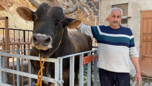Yusufeli'de boğalar güreşe hazırlanıyor