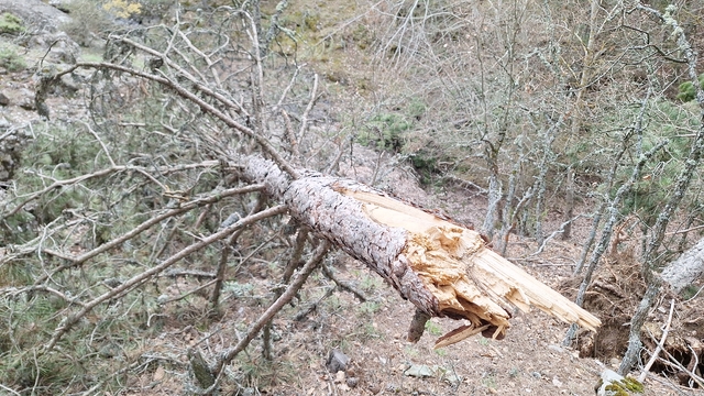 Mudurnu'nun yükseklerinde kar yükünü taşıyamayan binlerce ağaç devrildi
