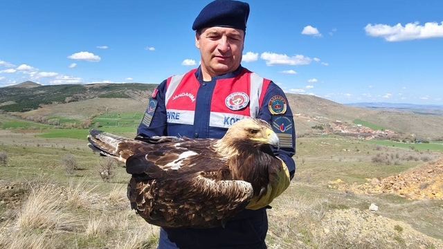 Yozgat'ta jandarmanın bulduğu yaralı kaya kartalı tedaviye alındı