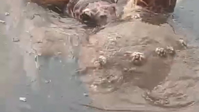 Caretta carettaların çiftleşme döneminde sessizlik uyarısı