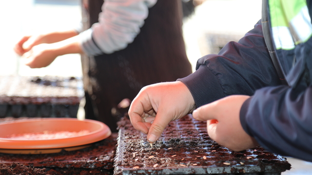 Çubuk Belediyesince üreticilere 1 milyon sebze fidesi dağıtılacak