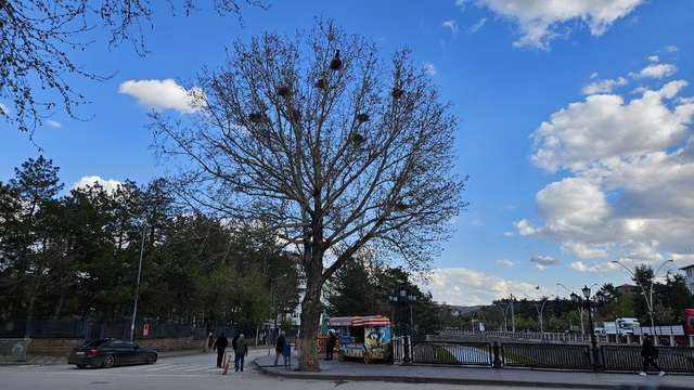Çankırı'da 8 karga bir ağacı mesken tuttu