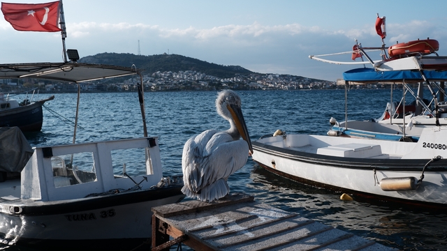Pelikan "Tosun" yaralı olarak sığındığı Foça'nın maskotu oldu