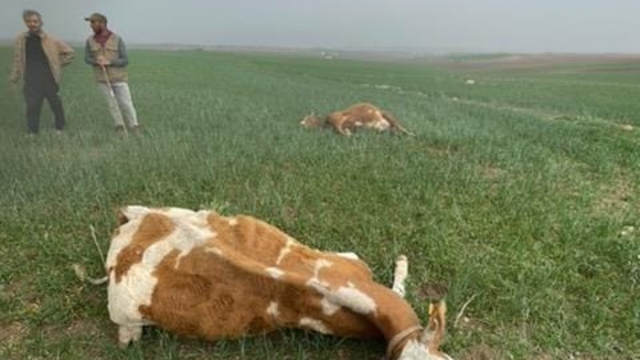 Meraya yıldırım düştü, 2 inek öldü