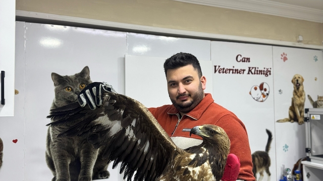 Artvin'de tedavisi tamamlanan kaya kartalı doğaya bırakıldı