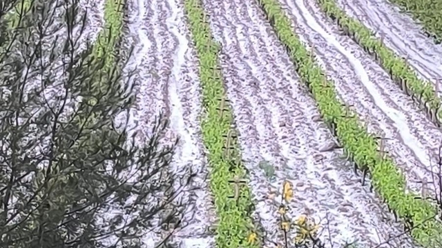 Mersin'de dolu yağışı tarım arazilerine zarar verdi