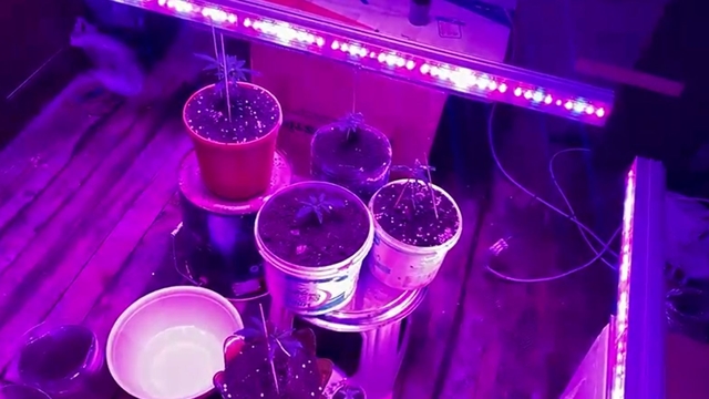 Evine özel sistem kurup kenevir yetiştiren şüpheliye gözaltı