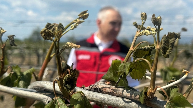 Manisa'da tarım alanları zirai don nedeniyle zarar gördü