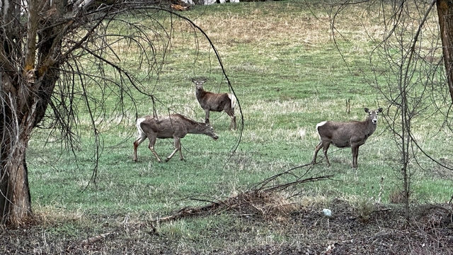 Giresun'da sürü halindeki kızıl geyikler görüntülendi