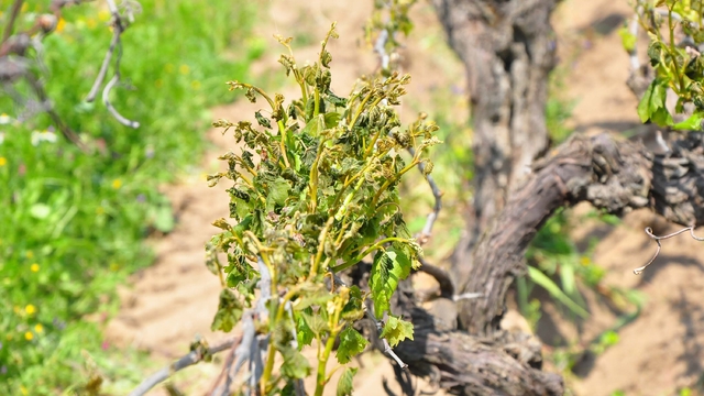 Manisa'nın 10 ilçesinde zirai don, üzüm bağlarına zarar verdi
