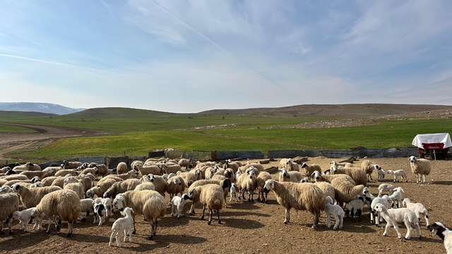 Çemişgezek'te 'şap' karantinası