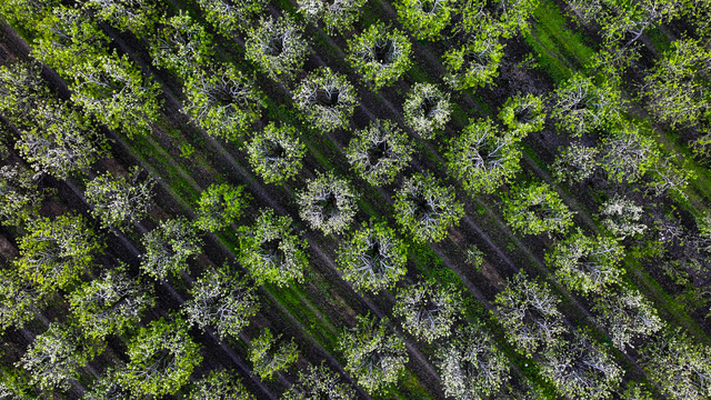 Bursa'da meyve ağaçları çiçeklendi