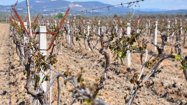 Manisa'da zirai don tehlikesi devam ediyor