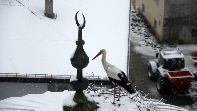 Leylek ve göçmen kuşlara baharda kar sürprizi