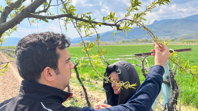 Kar yağışı fındıkta rekolte endişesine neden oldu, zirai don meyve bahçelerini vurdu
