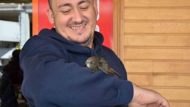 İş yerine giren ebabil kolunu bırakmadı, veteriner müdahalesiyle ayrıldı