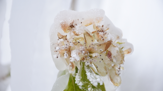 Karaman'da zirai don nedeniyle elma ağaçları zarar gördü